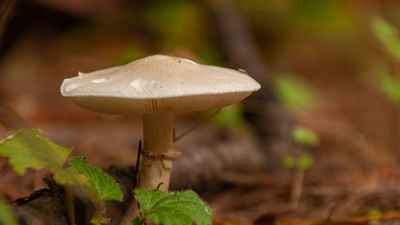 Death Cap Mushrooms Are Popping Up In NSW & SA So Steer Clear Y’all