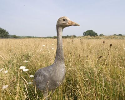 The Cuckoo’s Lea by Michael Warren review – a magical ornithological history of Britain