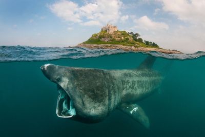 More sharks are expected in UK waters. Here’s why