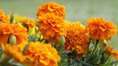 This is the 1 plant you should be happy to see pests feast on – how to use it as a decoy to protect other flowers and shrubs from harm