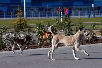 First UK rabies death in 13 years as holidaymaker dies after contact with stray dog in Morocco