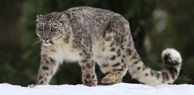 AI helps tell snow leopards apart, improving population counts for these majestic mountain predators