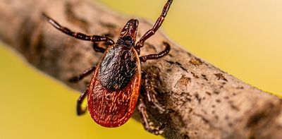 Ticks carry decades of history in each troublesome bite