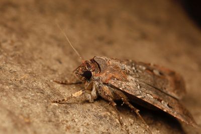 This Australian moth uses the stars as a compass to travel hundreds of miles