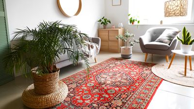 I used to be a houseplant serial killer, but now I’ve got a living room jungle — here’s how I did it with Gemini