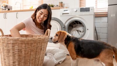 How to get rid of dog hair on clothes: 5 simple hacks