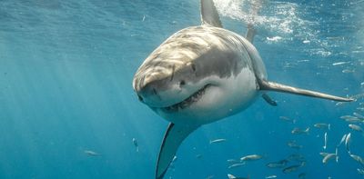 Jaws at 50: how a single movie changed our perception of white sharks forever