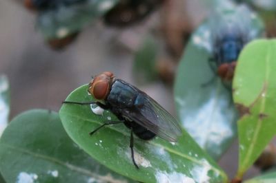 America set to open Texas ‘fly factory’ in bid to breed millions of insects