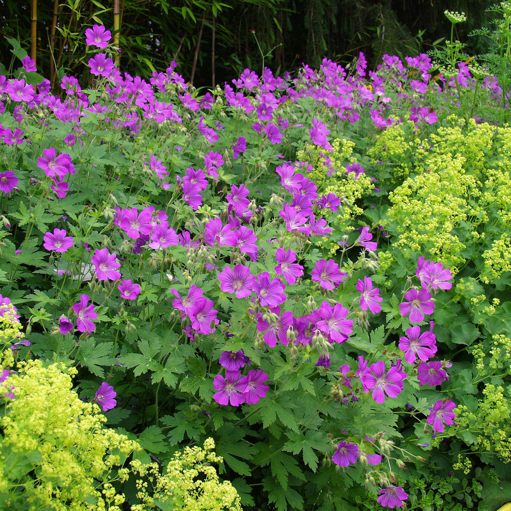 These 5 perennials that thrive on neglect will guarantee a beautiful garden for lazy gardeners all year-round