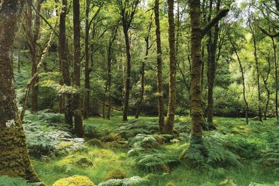 Most people unaware Britain hosts wildlife-rich rainforests, polling suggests