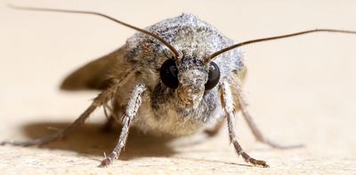 Migrating bogong moths use the stars and Earth’s magnetic field to find ancestral summer caves each year