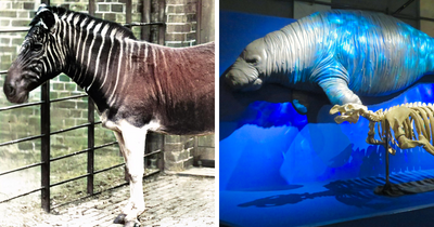 32 Animals That Sadly Went Extinct And Why
