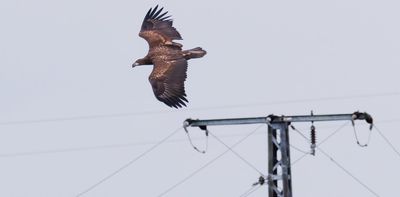 Overhead power lines kill millions of birds a year. Scientists found a way to help cut the devastating toll