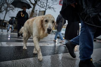 Mutilation Ban And Microchips: EU Lawmakers Vote On Cat And Dog Welfare