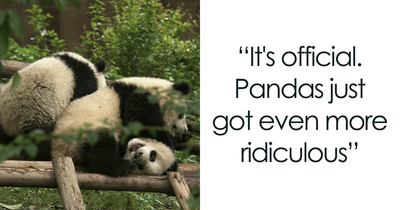 “Embarrassment” Of Pandas Might Be The Funniest Collective Noun In The Wild