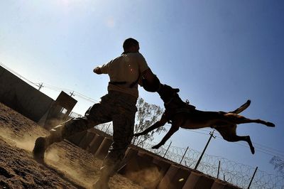 Can A Rabies Patient Survive Via Vaccine? Questions Rise As Brit Dies From Light Scratch From A Puppy In Morocco