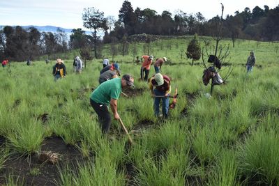 One man, thousands of trees and heaps of determination: how regreening Guatemala transformed a village