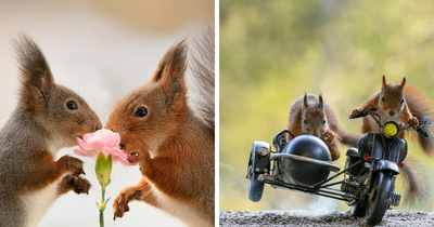 Artist Puts Up Props For His Daily Squirrel Visitors To Interact With, And Here Are The Results (45 New Pics)