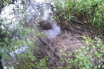 Beaver kits born in Cairngorms National Park for second year running
