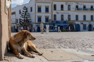 Voices: Why I’ll never pet stray dogs on holiday again