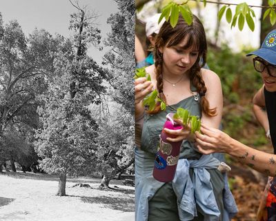 ‘This isn’t a gimmick’: the New Yorkers trying to restore the American chestnut