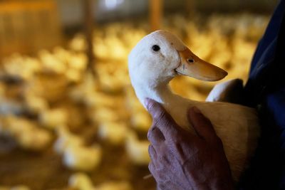 Bird flu devastated this duck farm — now it’s making a comeback