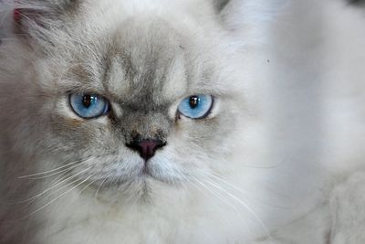 Outrage after cat fur clothing sold in Australia