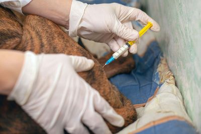 New schemes to ease flow of veterinary medicines into Northern Ireland