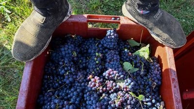 Champagne bosses on trial over abuse of African grape pickers
