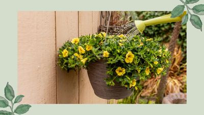 How often should you water hanging baskets in hot weather? Gardening experts share their guidance