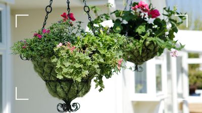 How often should you water hanging baskets in hot weather? Gardening expert shares guidance