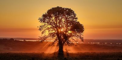 Could trees know when the summer solstice is?