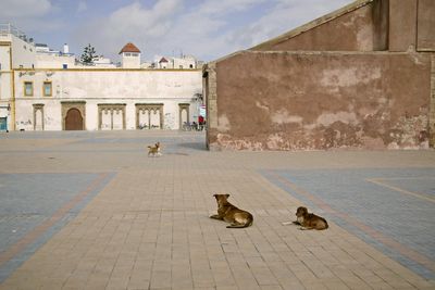 Should I be worried about rabies on holiday and where is it a risk?