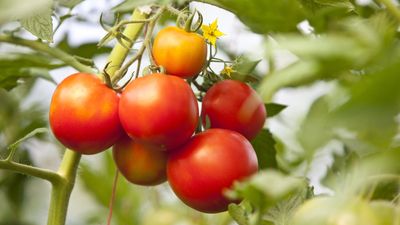 Are you struggling with aphids on tomato plants? Experts reveal 5 ways to get rid of these pests for good