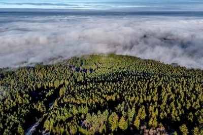 Want to plant trees to offset fossil fuels? You'd need all of North and Central America, study finds