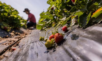 Uncertain Harvest: Agriculture’s Season of Gloom