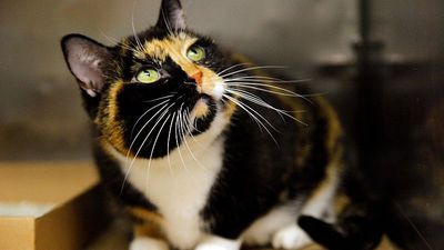 European Parliament backs mandatory microchipping of all cats and dogs in the EU
