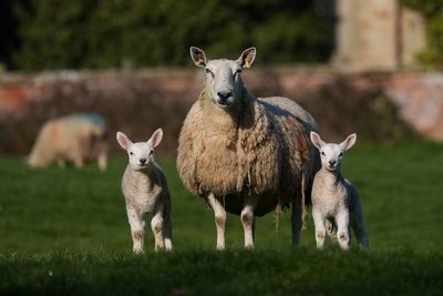 Parasitic infection outbreak linked to farm feeding sessions declared over