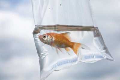 Calls for ban on popular funfair pet prize