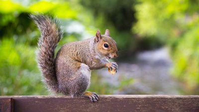 I've discovered a $3 kitchen spice that will send squirrels away from your yard in seconds – here's how to use it as an effective deterrent