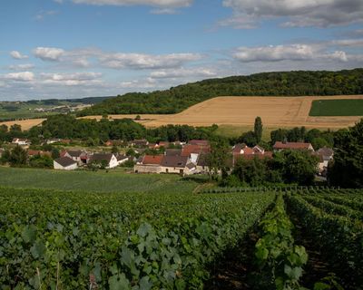 Employees at firm that supplied grape-pickers for champagne on trial for human trafficking