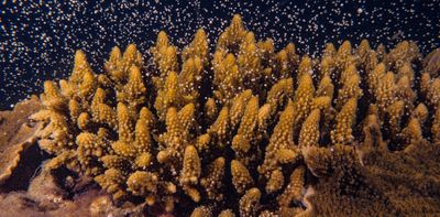 The great coral reef relocation