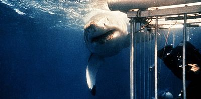 Jaws helped spur a fishing frenzy – so how have the world’s sharks fared since the 1975 release?