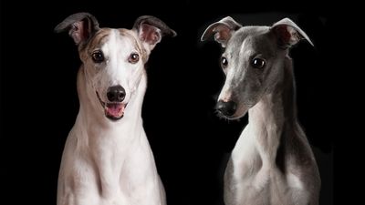 Greyhound vs whippet: All you need to know about these speedy dog breeds