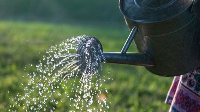 “Don’t let plants touch glass!” – a plant doctor gives advice on caring for plants in a heatwave