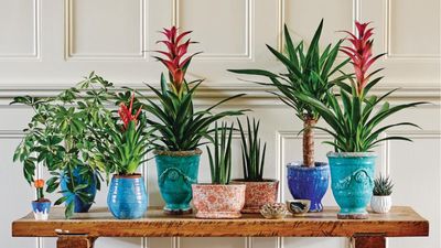 Planning your summer getaway? Experts guarantee these 5 houseplants will survive without being watered while you're on vacation