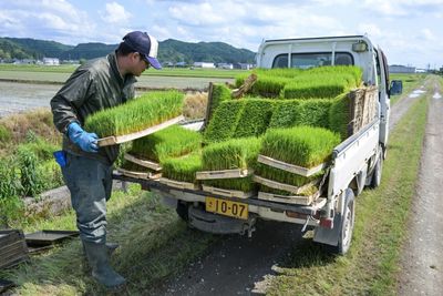 Rice Prices Double In Japan As Inflation Accelerates