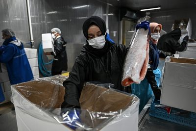 'Turkish Salmon': The Black Sea's New Rose-coloured Gold