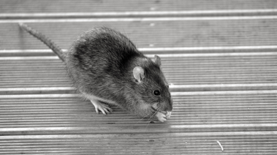 Reclaim your summer: 5 expert tips to outsmart pesky rats in your yard