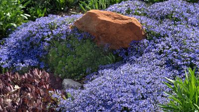 Underrated ground covers – 11 plants that will happily multi-task in bare, dry and shady spots, say gardening experts